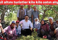 Şimdi tam mevsimi! Manisa'da özenle toplandı pazar tezgahlarında yerini aldı: protein depolarını doldurup taşırıyor, yeşil altın olarak biliniyor