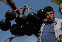 100 dönümlük araziye 21 bin tane şifa! Halk arasında ona 'Süper meyve' deniyor! Kalp krizi riskini yüzde 50 düşürüyor: Damarda biriken kolesterole yağ çözücü etkisi yaratıyor