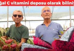 Mersin'den tüm dünyaya satılıyor! Kapanın elinde kalıyor, potasyum kralı olarak biliniyor, C vitamini zengini