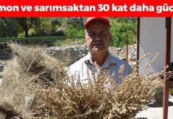 Toroslardan tüm dünyaya yayılıyor! 100 kilo bitkiden 1 litre çıkıyor: Altın değerinde doğal antibiyotik, limon ve sarımsaktan 30 kat daha güçlü!