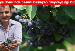 Süper meyvenin hasadı başladı! Kuzey Amerika'nın meyvesi Konya Ovası'nda lezzetleniyor: Damar tıkanıklığını önleyip pıhtı oluşumunu engelliyor