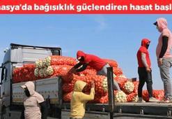 Kilosu 6 TL'ye düştü! Kurak topraklarda sıcağın altında hasadı başladı, daralan damarı genişletiyor, kolesterolü kazıyıp atıyor