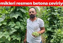 Yozgat'ta hasadı başladı! Kilosu 60 TL: Bağırsakları motor gibi çalıştırıp C vitamini depoluyor! En güçlü antioksidan, kemikleri betona çeviriyor