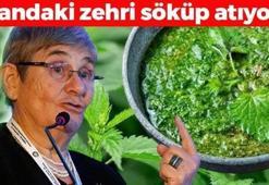 Canan Karatay'ın favori bitkisi! Portakaldan 7 kat fazla C vitamini içeriyor, kandaki zehri söküp atıyor! Vücuda reset atan mucize