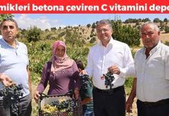 Mersin'de hasadı başladı! Kilosu 25 TL: Kolesterolü yere çakıp damarları genişletiyor! Kemikleri betona çevirip böbrekleri diyalizden kurtarıyor