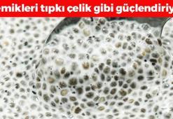 Kalsiyumda inek sütünü solluyor, muzdan yüzde 64 daha fazla potasyum içeriyor! Kötü kolesterolün düşmanı, kemikleri çelik gibi güçlendiriyor!
