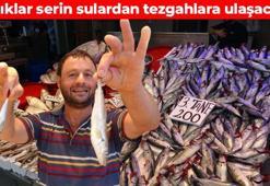 Av yasağı sona erdi, fiyatı 75 TL'ye düştü! Dünyanın en güçlü omega-3 kaynağı, bağışıklığı çelik gibi yapıyor