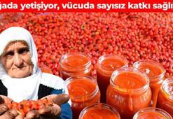 Doğada kendiliğinden yetişiyor! Görenler poşet poşet topluyor: Kemik yoğunluğunu artırıyor, bağışıklığı güçlendiriyor, eklem ağrılarını bitiriyor