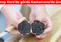 Kastamonu'da üretiliyor, yurt dışına kilo kilo satılıyor: Vücutta koku yapmıyor: Damarların içerisini temizleyip kalp krizi riskini düşürüyor