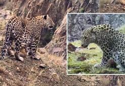 Avcılar görünce arkasına bakmadan kaçacak! Sadece görünüşü değil, cezası da korkutucu