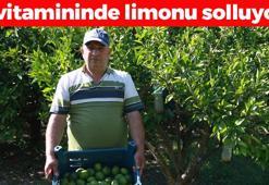 Altın meyvede hasat vakti! Kilosu 20 TL'den kapış kapış satılıyor: Limondan 10 kat daha fazla C vitamini içeriyor, kolesterolü silip atıyor