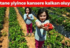 Avrupa Birliği tarafından tescillendi! Her gün 10 tane yiyince kansere kalkan oluyor! C vitamini kralı, cilde içten kolajen yüklüyor