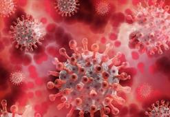 Maymun çiçeği virüsünde çocuklara dikkat! Bulaş kaynağına maruz kalma ihtimalleri yüksek