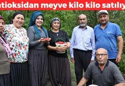 Kurak topraklarda tam zamanı! Toroslar'da hasadı başladı: C vitamini kralı, kolesterolü yere çakıp damarları genişletiyor