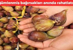İster taze  taze yiyin ister reçelini yapın! Düğümlenmiş bağırsakları harıl harıl çalıştırıyor, kabızın kökünü kurutup vücudu rahatlatıyor