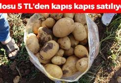 Yozgat'ta hasadı başladı! Kilosu 5 TL: Kolesterolü düşürüp kabızlığın ve basurun kökünü kazıyor!