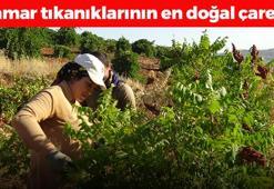 Dağlardan özenle toplanıyor! Kilosu 250 TL: Damar tıkanıklığını önleyip bağışıklığı çelik gibi yapıyor! Doğal şeker ilacı