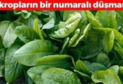 Pazardan almadan dönmeyin! Demeti 25 TL:  Mikropların kökünü kazıyıp bağışıklığı çelik gibi kuvvetlendiriyor! İdrar ve safrayı anında söktürüyor!