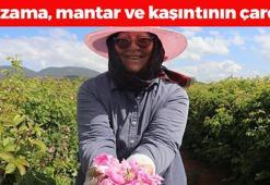 Isparta'da hasadı başladı, dünyaya satılıyor! Kilosu 90 TL: Egzama, mantar ve kaşıntının kökünü kurutuyor, cildi tek gecede 10 yaş gençleştirip kırışıkları siliyor!