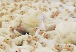 Hayvan teması olmayan kuş gribi vakası