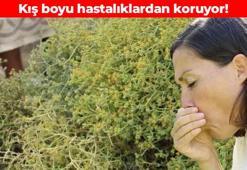 Anadolu'nun şifalı otu! Çorbasını yapıp kaşık kaşık için: Bir kere yapınca kış boyu yiyebilirsiniz, vücuda adeta format atıyor