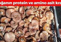Karabük'ten İtalya ve İspanya'ya kapış kapış satılıyor! Kilosu 250 TL: Doğanın protein kralı! İltihabın kökünü kurutup kolesterolü sıfırlıyor