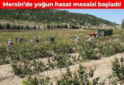 Süper meyvenin hasadı başladı! -35 dereceye dayanabiliyor: Damar tıkanıklığını önleyip pıhtı oluşumunu engelliyor