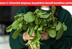 Kayalıkta kendiliğinden yetişiyor! Kemikleri beton gibi yapıyor: Kolesterolü damardan kazıyıp atıyor, kalsiyum depolarını fulleyip damarları genişletiyor, C vitamini kralı