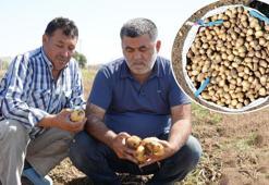 Hasat ‘kayıpla’ başladı! 1000 lira yevmiyeye çalışacak işçi bulamıyorlar