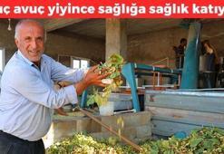 Kahramanmaraş'ta hasadı devam ediyor! Kilosu 180 TL: Elle tek tek toplanıyor, kolesterolü yere çakıyor, damarları genişletiyor