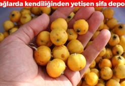 Toros Dağları'nın gizli şifa deposu! Pazar tezgahlarındaki yerini aldı: Portakaldan 25 kat fazla C vitamini var, vücuda reset atan en güçlü besin
