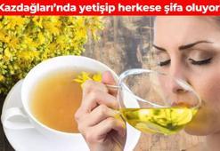Kazdağları'nın şifalı otu! İbrahim Saraçoğlu'nun da önerisi: Çayını yapıp içine bal ve limon ekleyin, yaraları iyileştiriyor, ölümden başka her derde deva