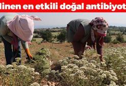Yarım çay kaşığı kullanınca ıspanağı 2'ye katlıyor! Dünyadaki en etkili antibiyotik: Limonu ve sarımsağı 30'a katlayıp iltihabın ve mikropların kökünü kazıyor!