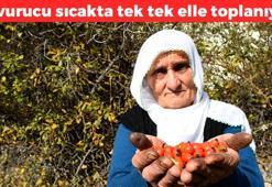 Güneşin altında tek tek elle toplanıyor!  İster kaynatın ister marmelat yapın: Damarları besleyip safra kesesini toksinlerden arındırıyor, kemikleri beton gibi yapıyor, C vitamini kralı
