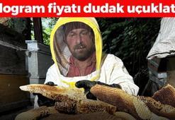 Ayder Yaylası'nda hasadı başladı! Kilosu çeyrek altınla yarışıyor: Vücudu anında yenileyip kas ve dokuları çelik gibi güçlendiriyor! Binlerce yıllık mucize besin