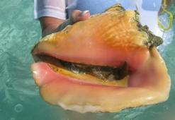 Bilim insanları el attı! Tehlike altındaki 'devkulağı' için çöpçatanlık