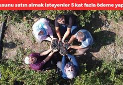 Ata topraklarında yetişiyor! Kilosu 200 TL: Günde 20 tane tüketin, C vitamini kralı, kemikleri beton gibi yapıyor, vitamin ilaçlarını çöpe attırıyor