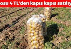 Kilosu 4 TL'ye düştü! Niğde'de hasadı başladı: Kolesterolü düşürüp kabızlığın ve basurun kökünü kazıyor!