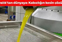 Ayvalık'ta özel üretiliyor: Dünyada kapış kapış satılıyor! Kabızlığın bilinen tek çaresi, kalbi ve damarları da koruyor