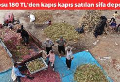 Gaziantep'te hasadı devam ediyor! Kilosu 180 TL: Güneşin altında elle tek tek toplanıyor, kolesterolü yere çakıyor, damarları genişletiyor