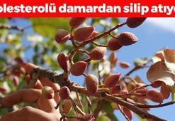 Bitkilerin Profesörü açıkladı! Türkiye'de kendiliğinden yetişiyor: Kolesterolü damardan siliyor, egzama, sedef ve mantarın kökünü kurutuyor!