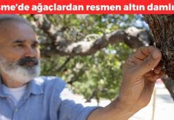 Çeşme'de hasadı başladı! Ağaçlardan altın damlıyor, kilosu 12 bin tl: Karaciğeri temizliyor, mideyi toksinlerden arındırıyor