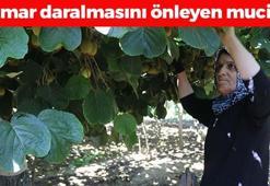 Ordu'da hasadı başladı! Kilosu 40 TL: Damar daralmasını önlüyor, doğanın C vitamini kralı! Yiyen 10 yıl gençleşiyor!