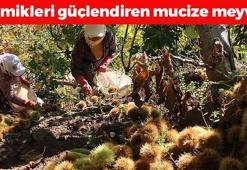 Sinop'ta tezgahta yerini aldı! Kilosu 300 TL: Kolesterolü düşürüp kemikleri beton gibi güçlendiriyor! Doğal tansiyon ilacı