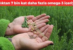 Balıktan 7 bin kat daha fazla omega-3 içeriyor! Balığa alerjisi olanlar kaşık kaşık yesin, kolesterol ve damar tıkanıklığına iyi geliyor