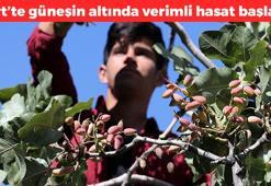 Siirt'te hasadı devam ediyor! Kilosu 180 TL: Güneşin altında elle tek tek toplanıyor, kolesterolü yere çakıyor, damarları genişletiyor