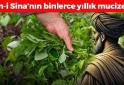 İbn-i Sina'nın favori bitkisi! Bağırsakları motor gibi çalıştırıyor, kabızlığın kökünü kurutup böbrekleri diyalizden kurtarıyor!