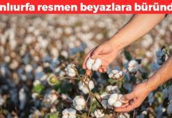 Şanlıurfa beyazlara büründü! Kilosu 24 TL, herkes kilo kilo alıyor