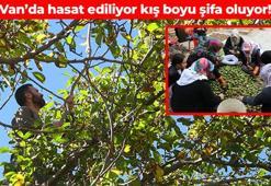 Van'da zorlu hasat mesaisi başladı! Uzun sırıklar kullanılarak özenle toplanıyor: Beynin doğal gıdası, kalp ve damar sağlığını destekliyor