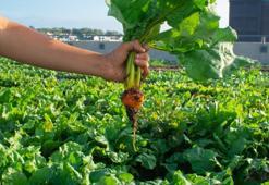 Bitkilerin profesörü açıkladı: Tarlasının önünden geçen bile şifalanıyor! Çorbaya, salataya katan bütün kış hastalanmıyor...